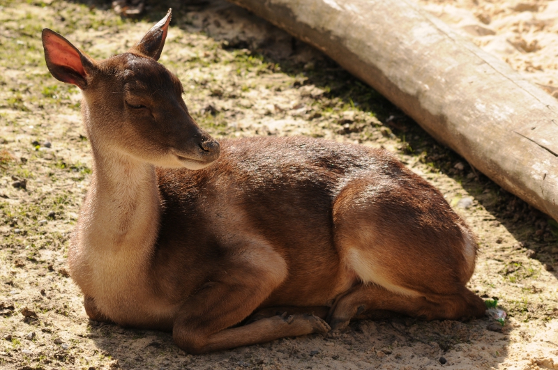 Timor deer at Bad Pyrmont