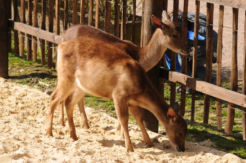 Timor deer at Bad Pyrmont