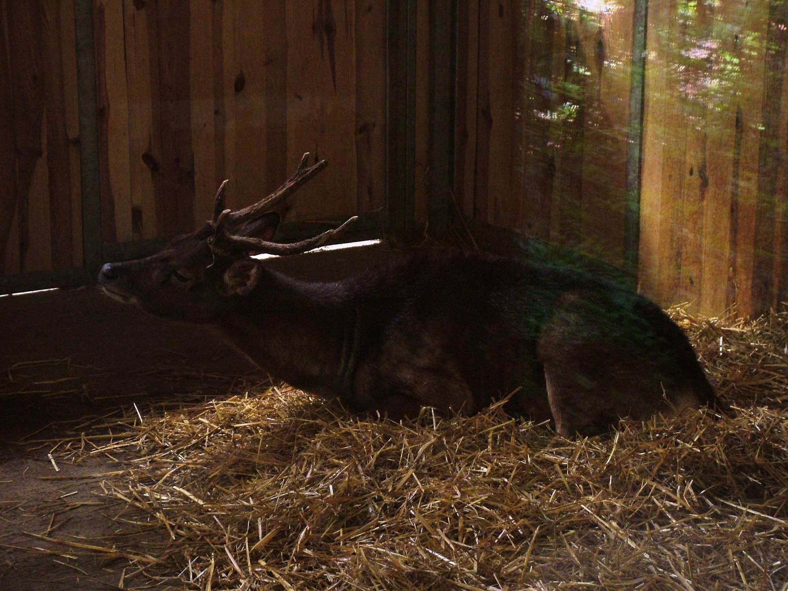 Timor Deer at Plzen, 25/05/10