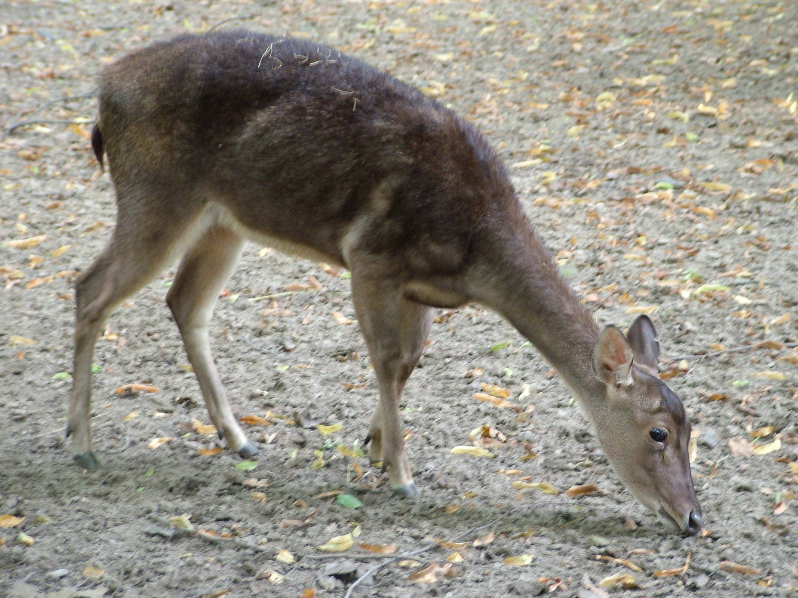 Timor Deer at Tierpark Berlin, 30/08/11