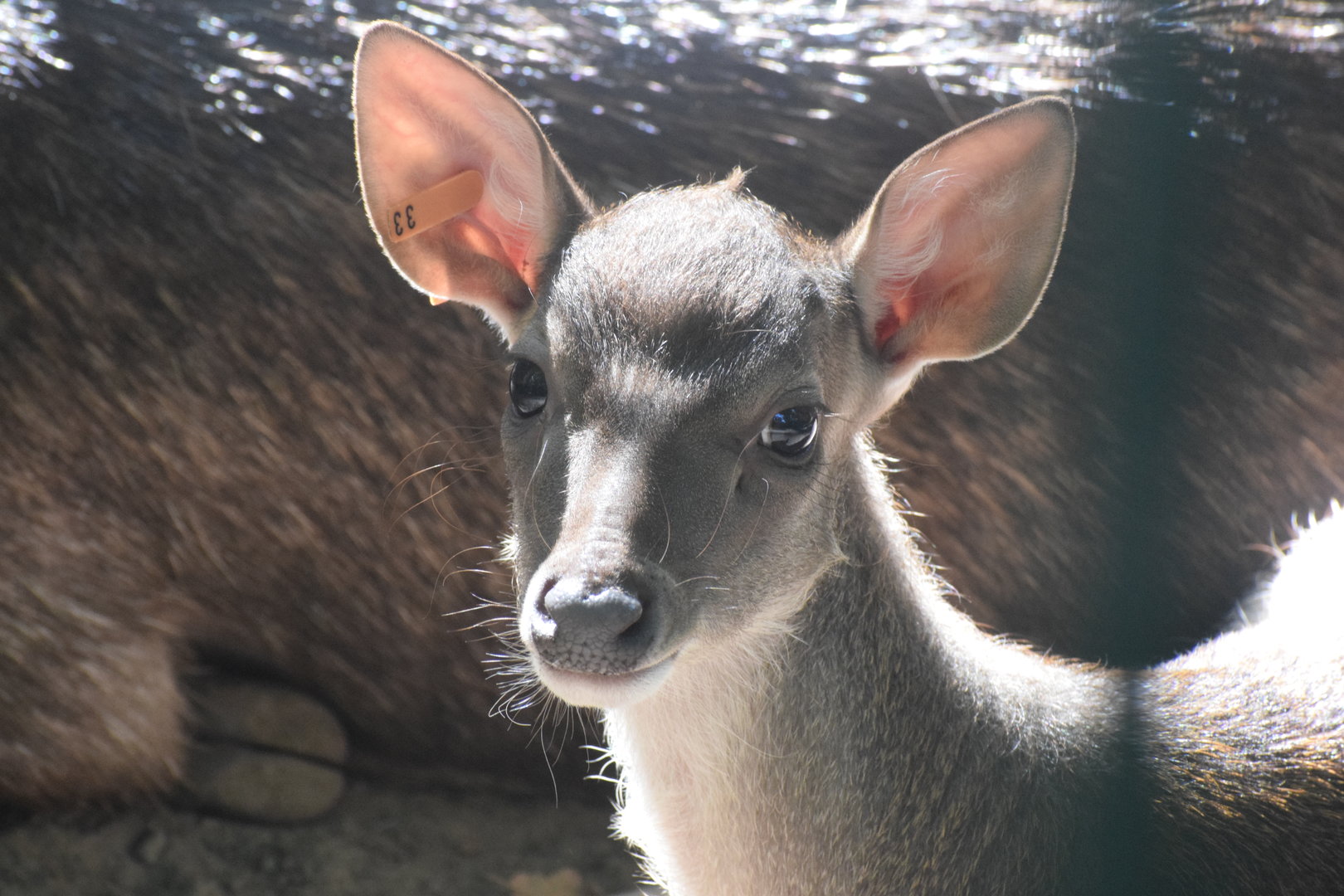 Timor deer calf - August 2023