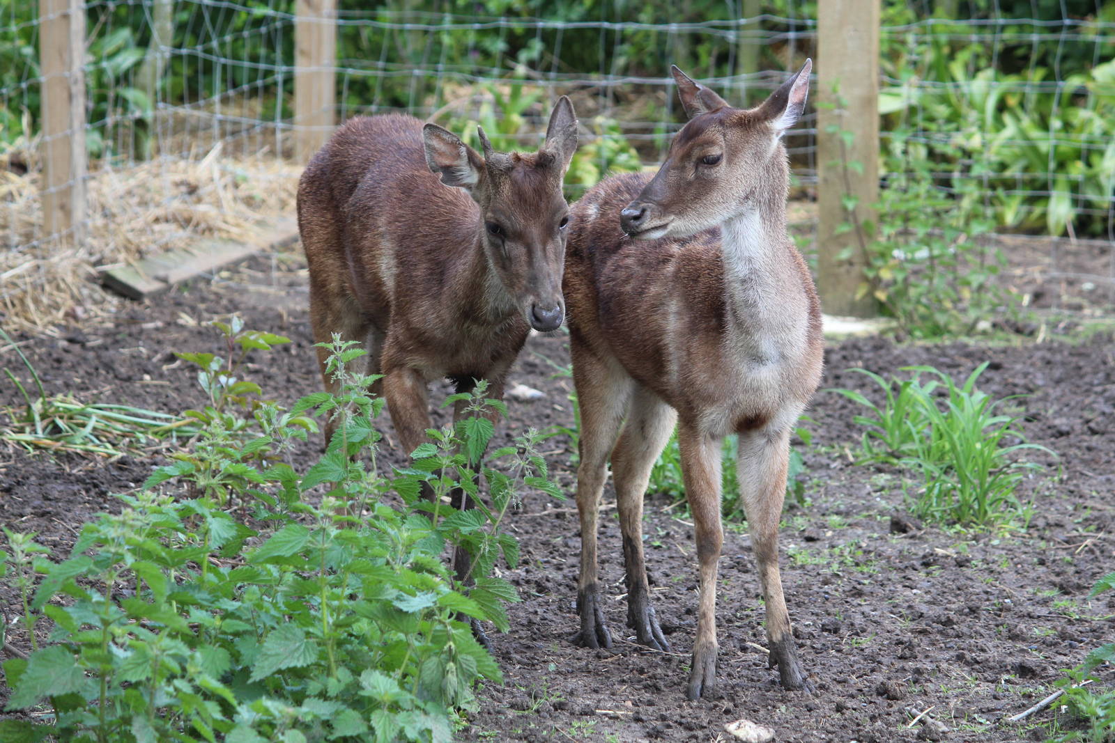 Timor deer, May 2014