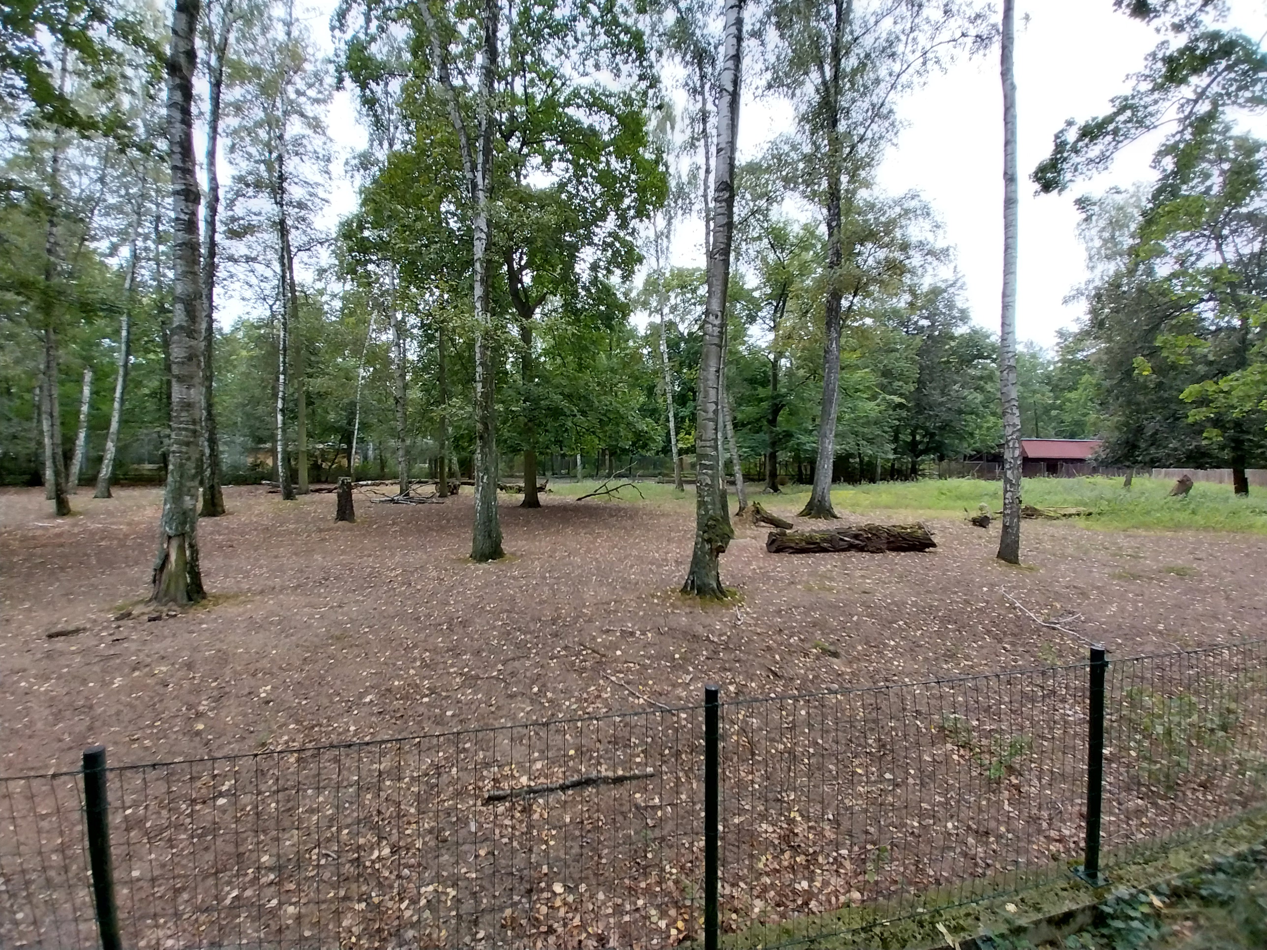 Timor Deer (Rusa timorensis) enclosure