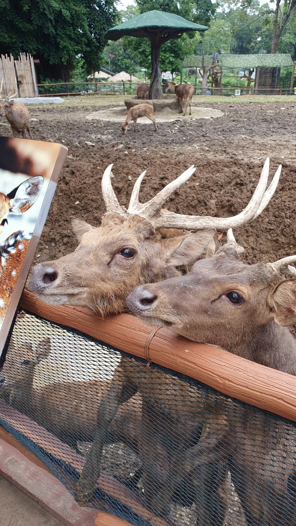 Timor Deer (Rusa timorensis) - Solo Safari