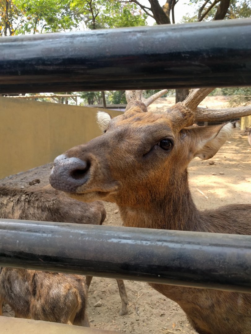 Timor Deer (Rusa timorensis) - Taru Jurug Zoo