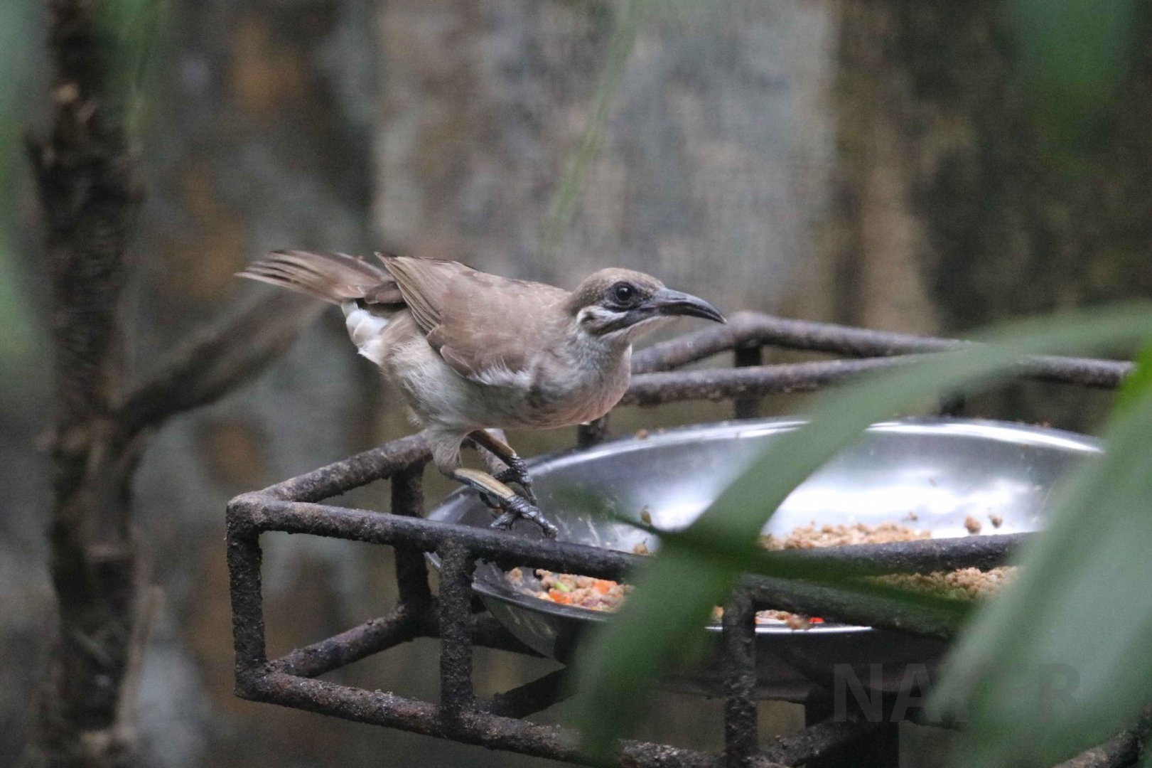 Timor friarbird, June 2016