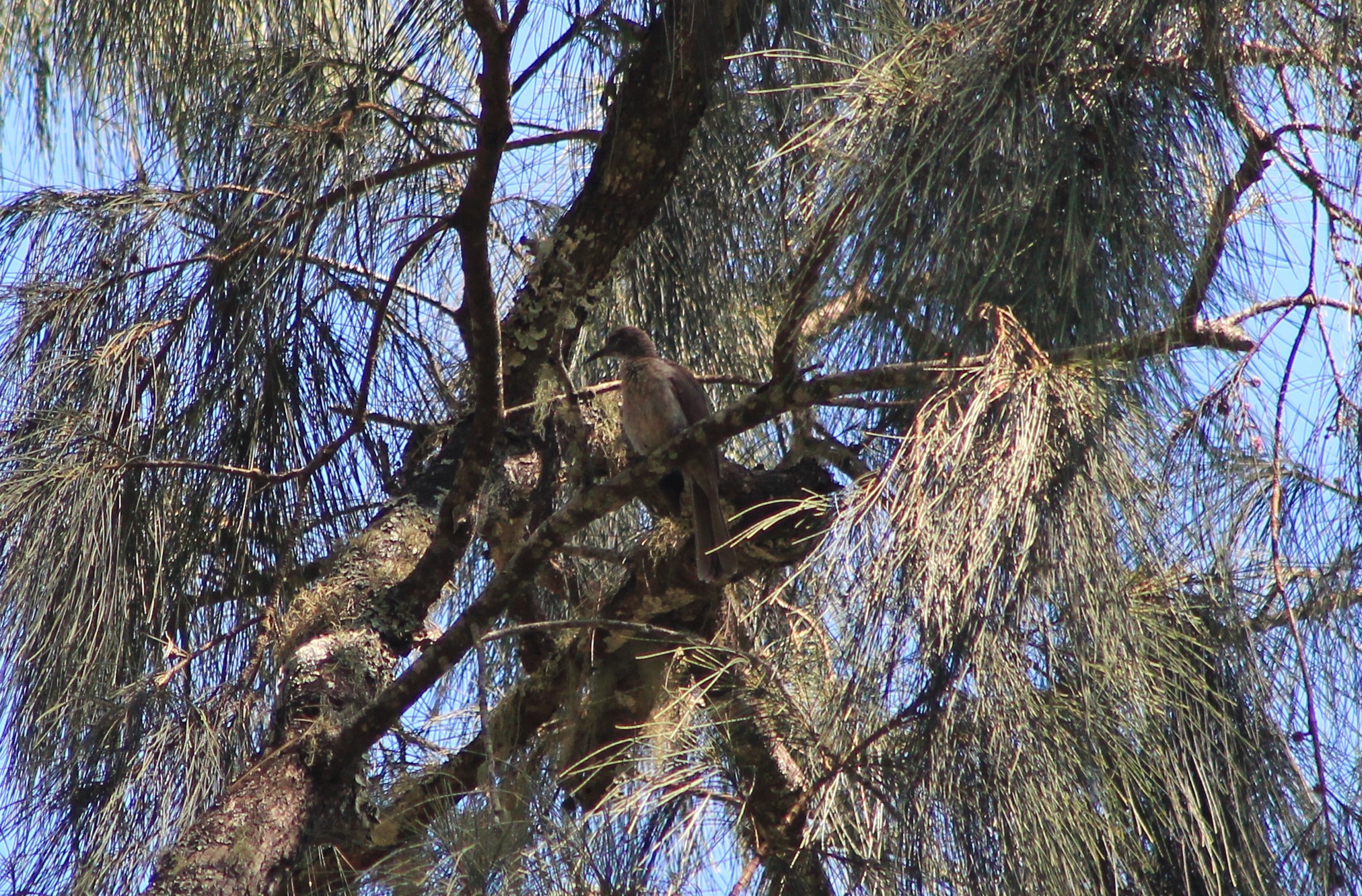 Timor Friarbird (Philemon inornatus)