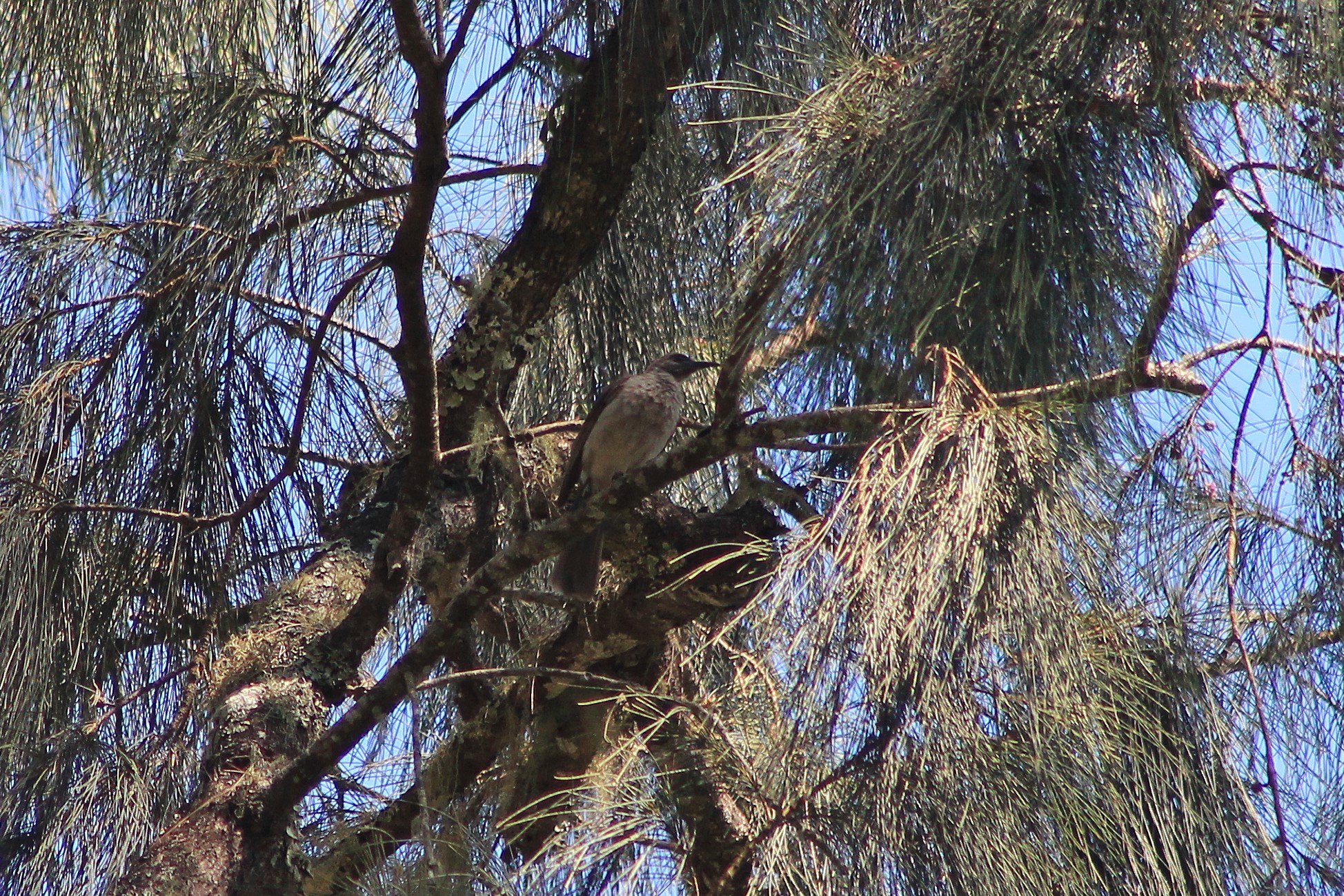 Timor Friarbird (Philemon inornatus)