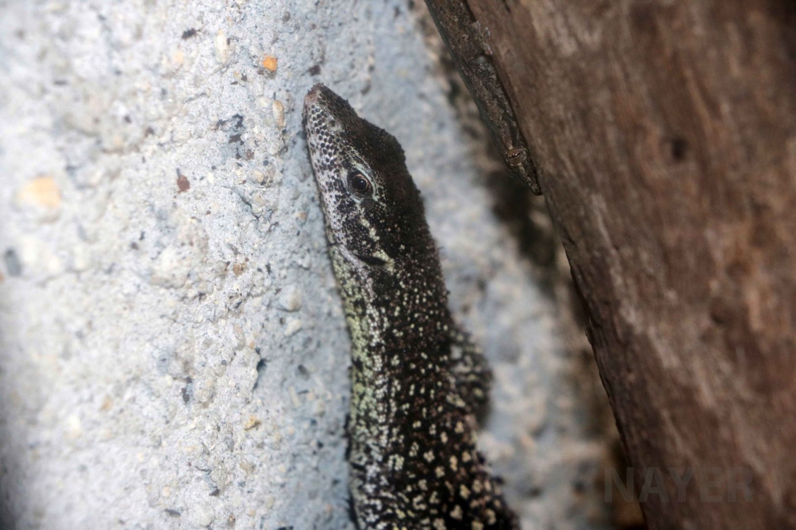 Timor monitor, June 2016