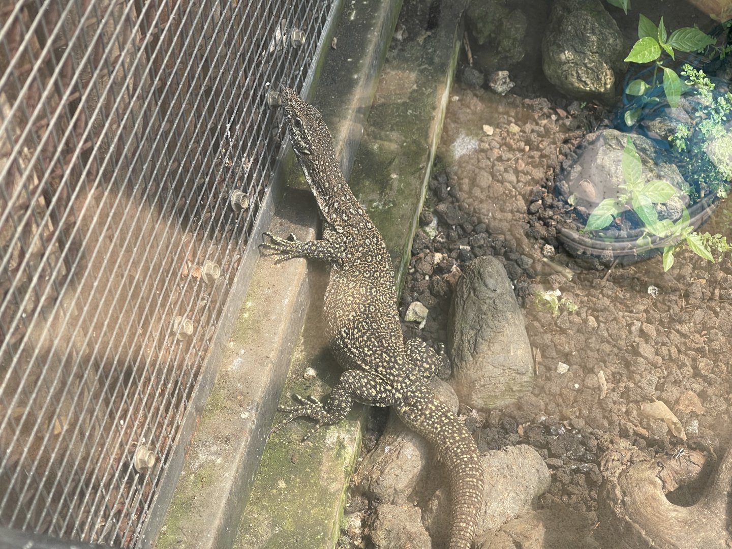 timor monitor (varanus timorensis) - museum komodo