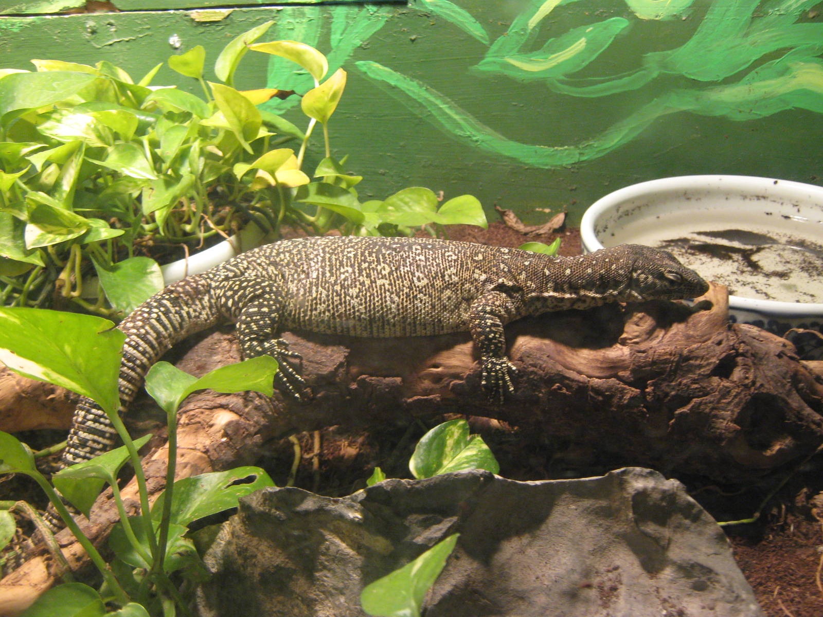 Timor monitor (Varanus timorensis)