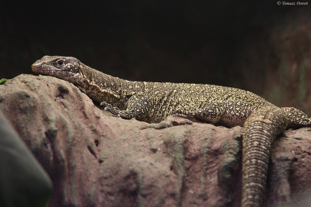 Timor Monitor (Varanus timorensis)