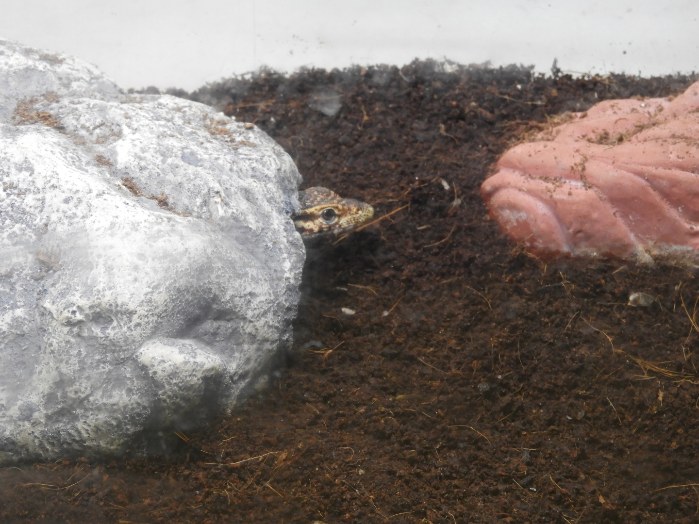 Timor Monitor (Varanus timorensis)