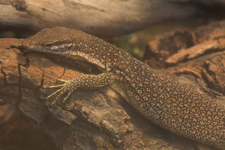Timor monitor (Varanus timorensis)