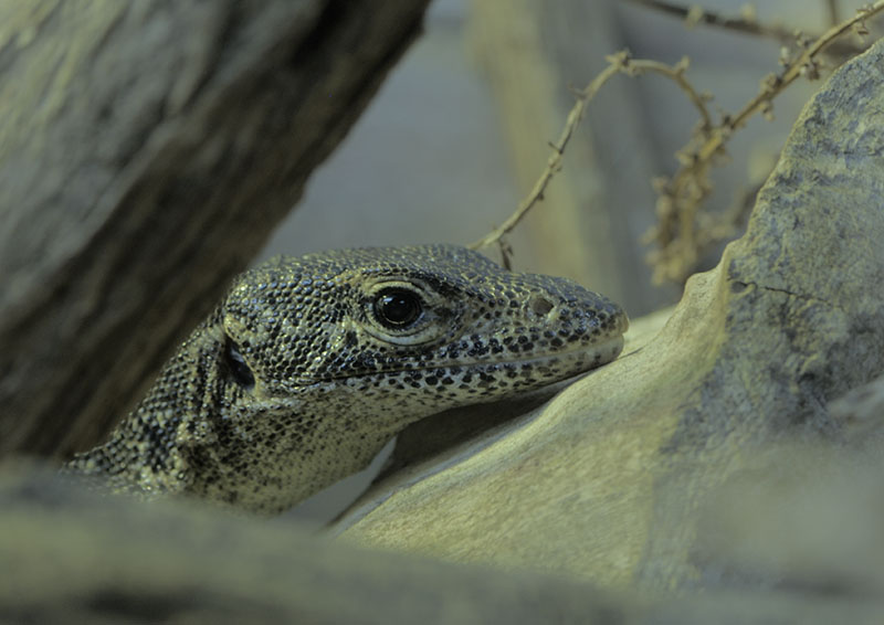 Timor monitor