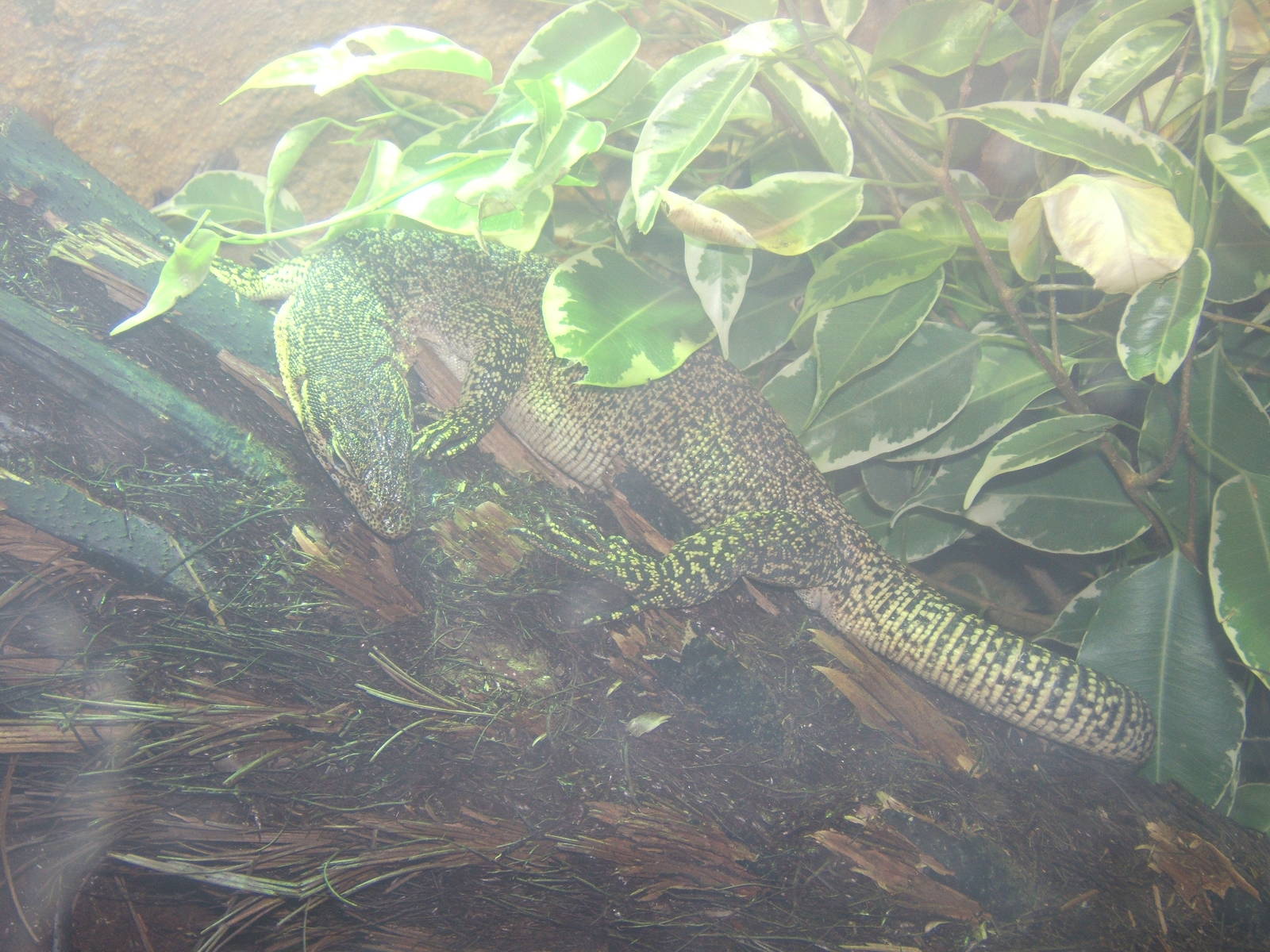 Timor Monitor