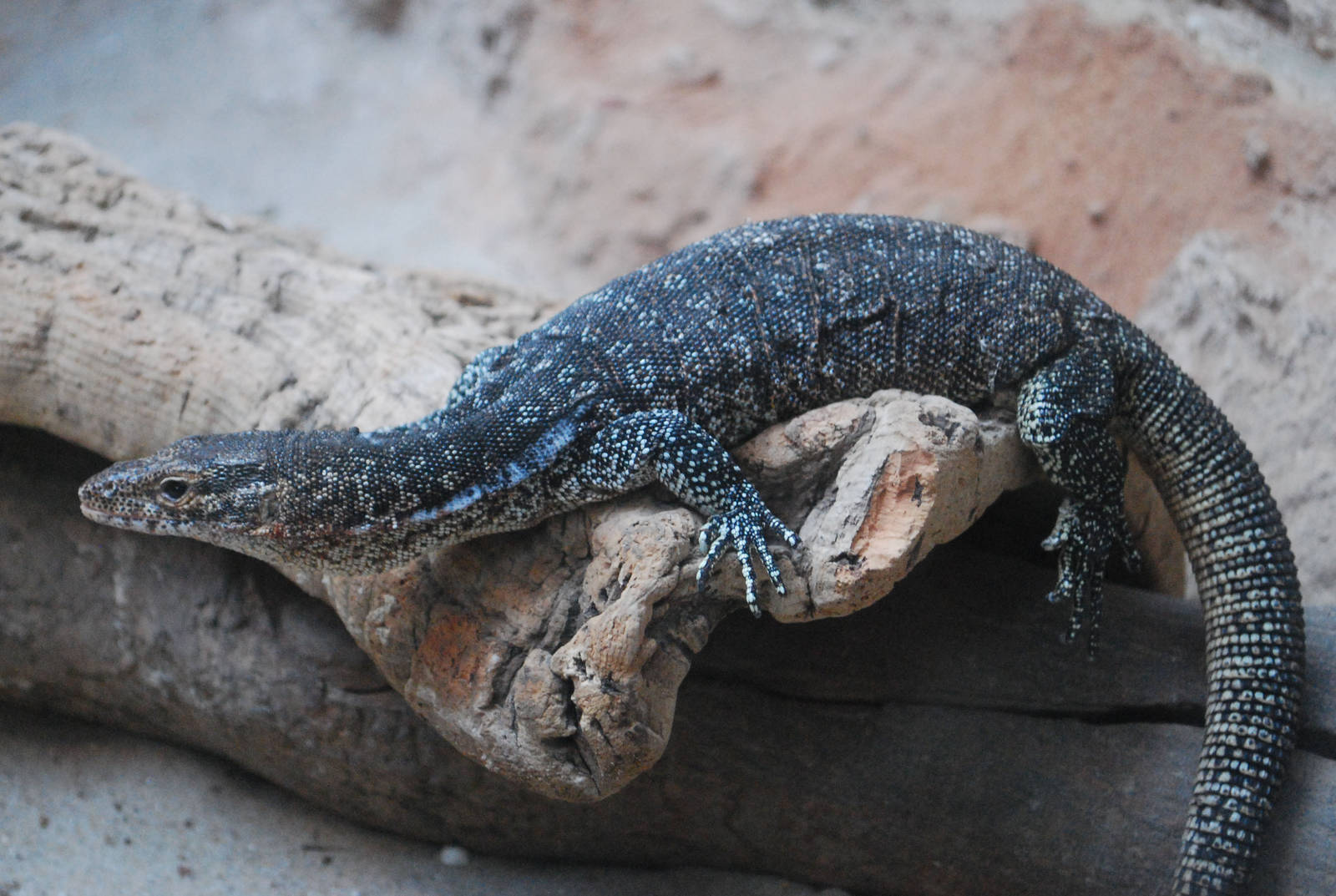 TIMOR OR SPOTTED TREE LIZARD