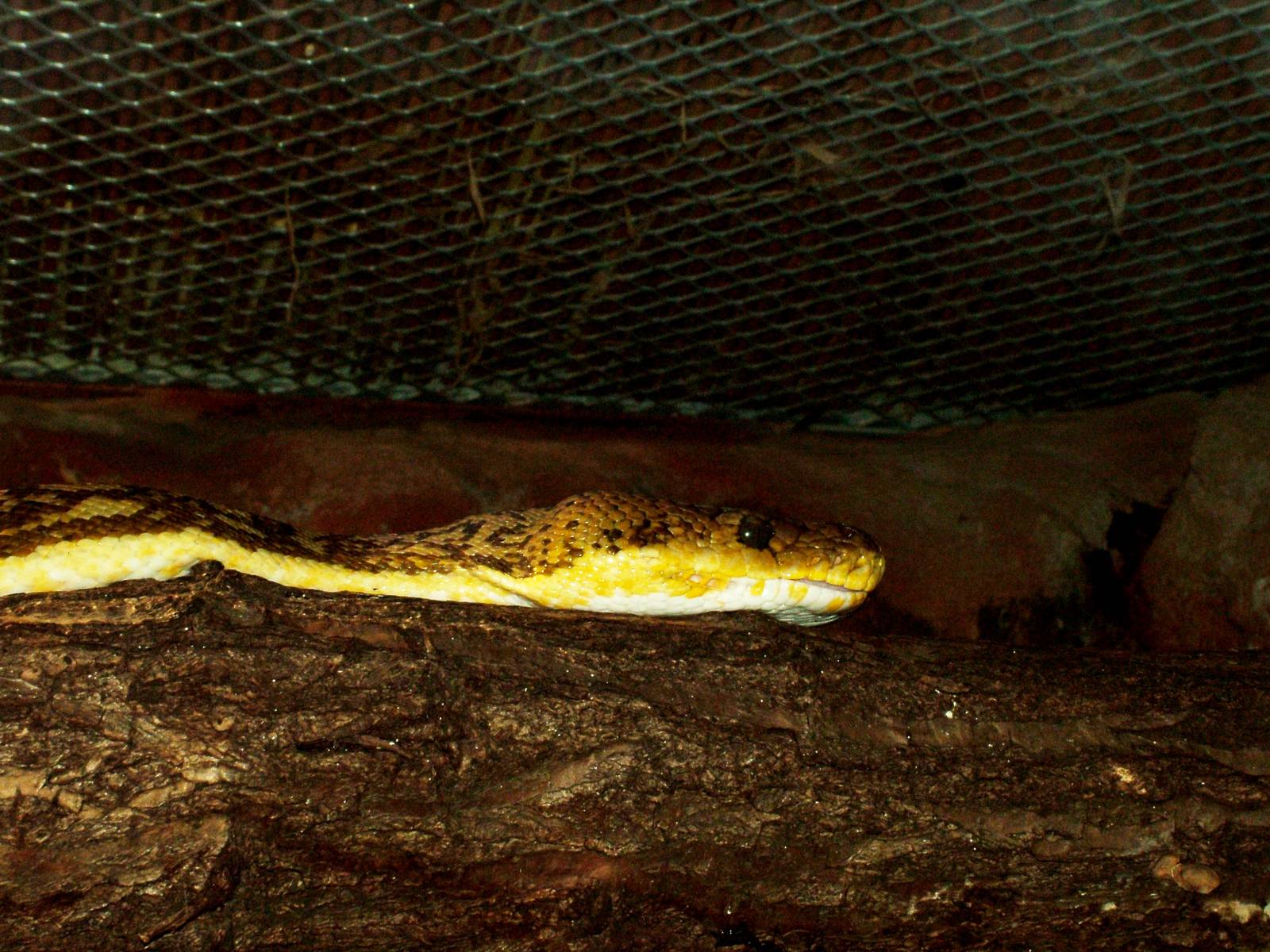 Timor Python at Liberec, 28/08/12