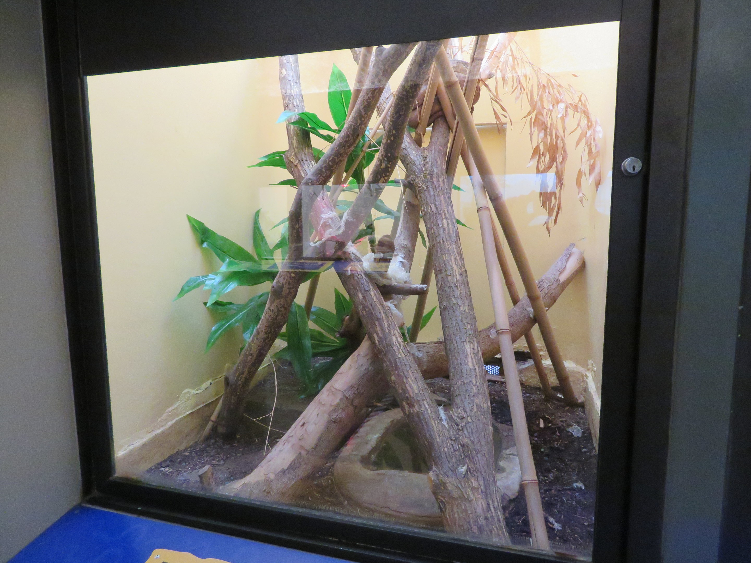 Timor Python Exhibit