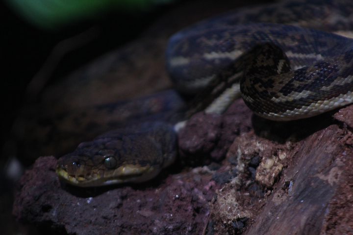 Timor python (Malayopython timoriensis) - Museum Komodo