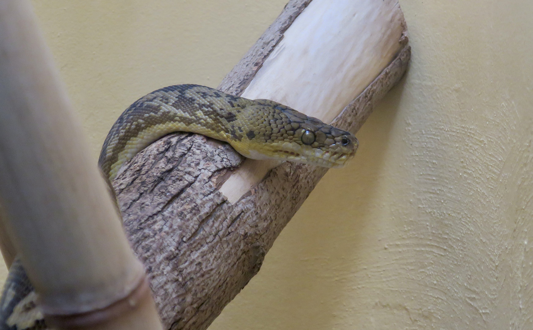 Timor Python (Malayopython timoriensis)