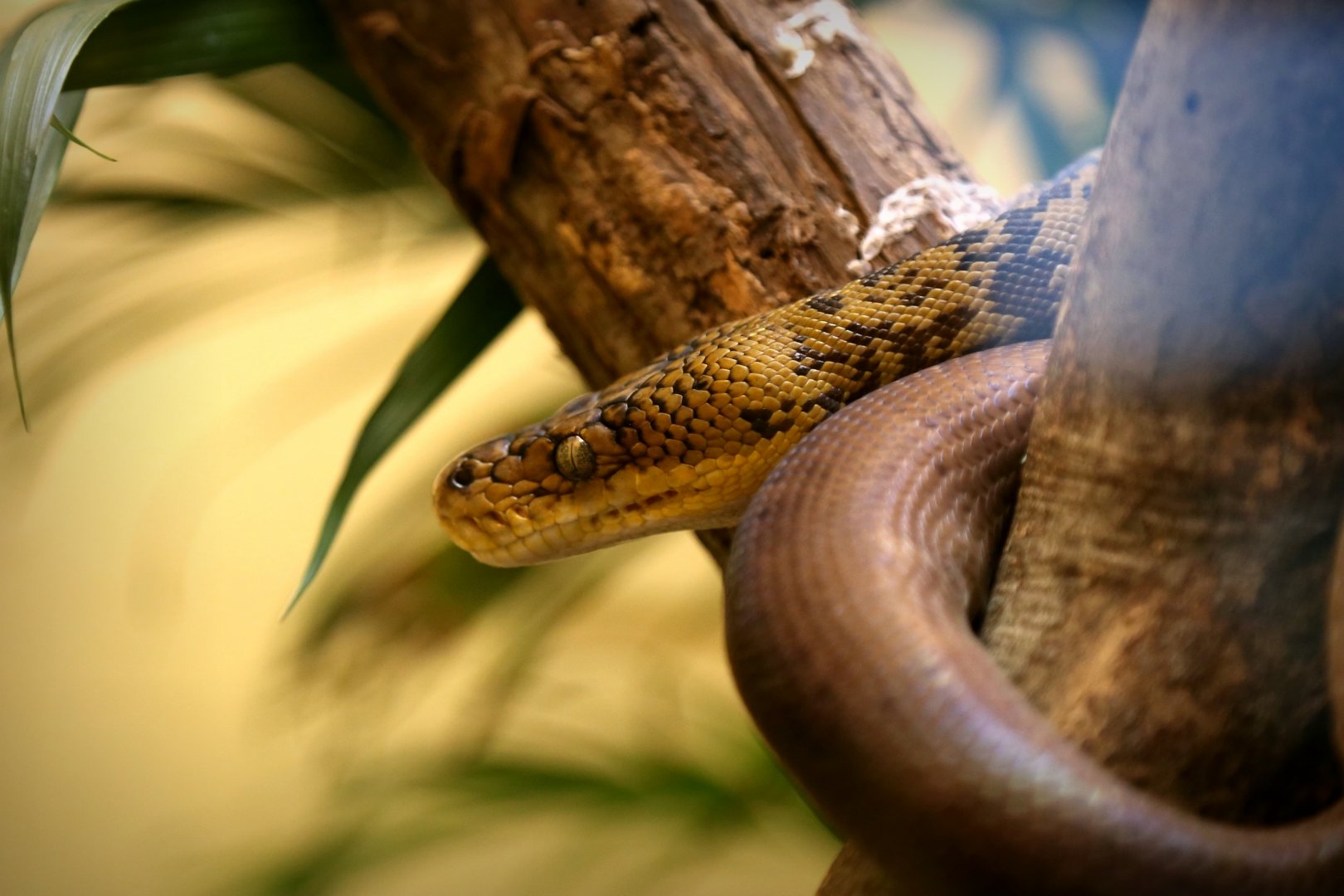 Timor Python (Malayopython timoriensis)