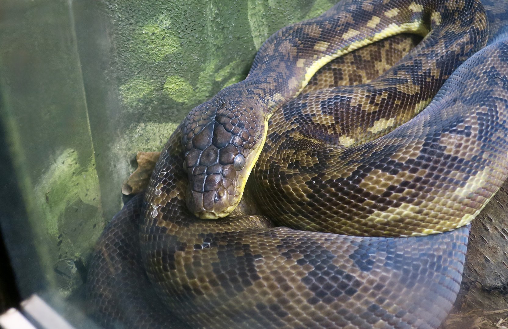 Timor Python (Malayopython timoriensis)