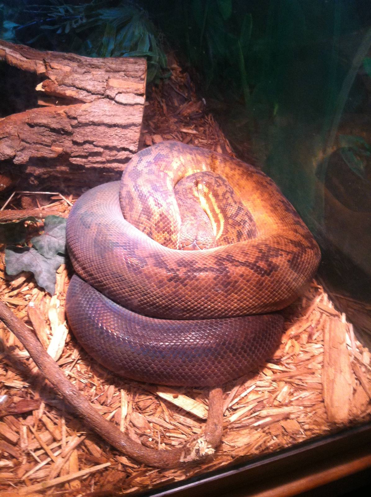 Timor Python