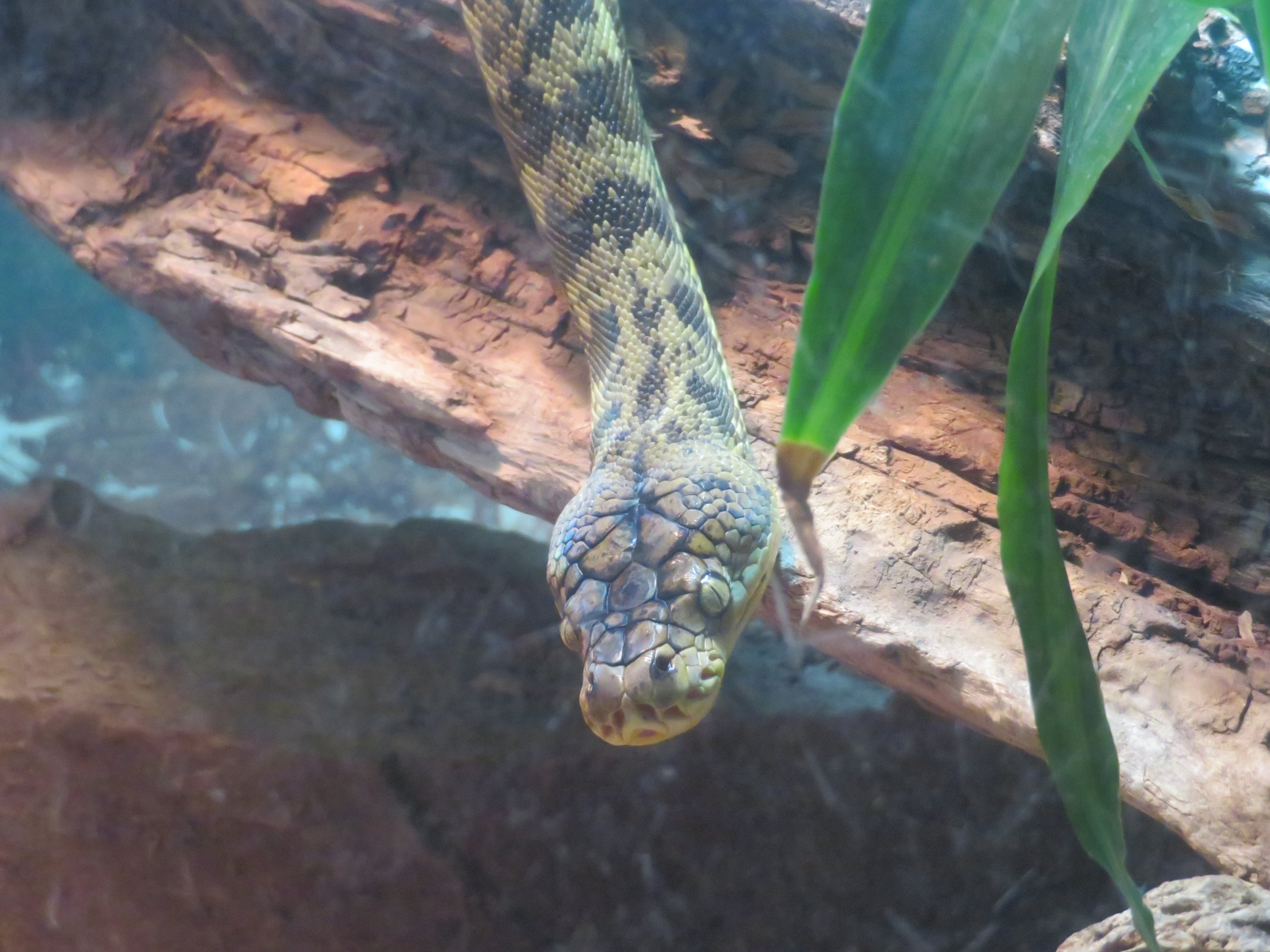 Timor Python