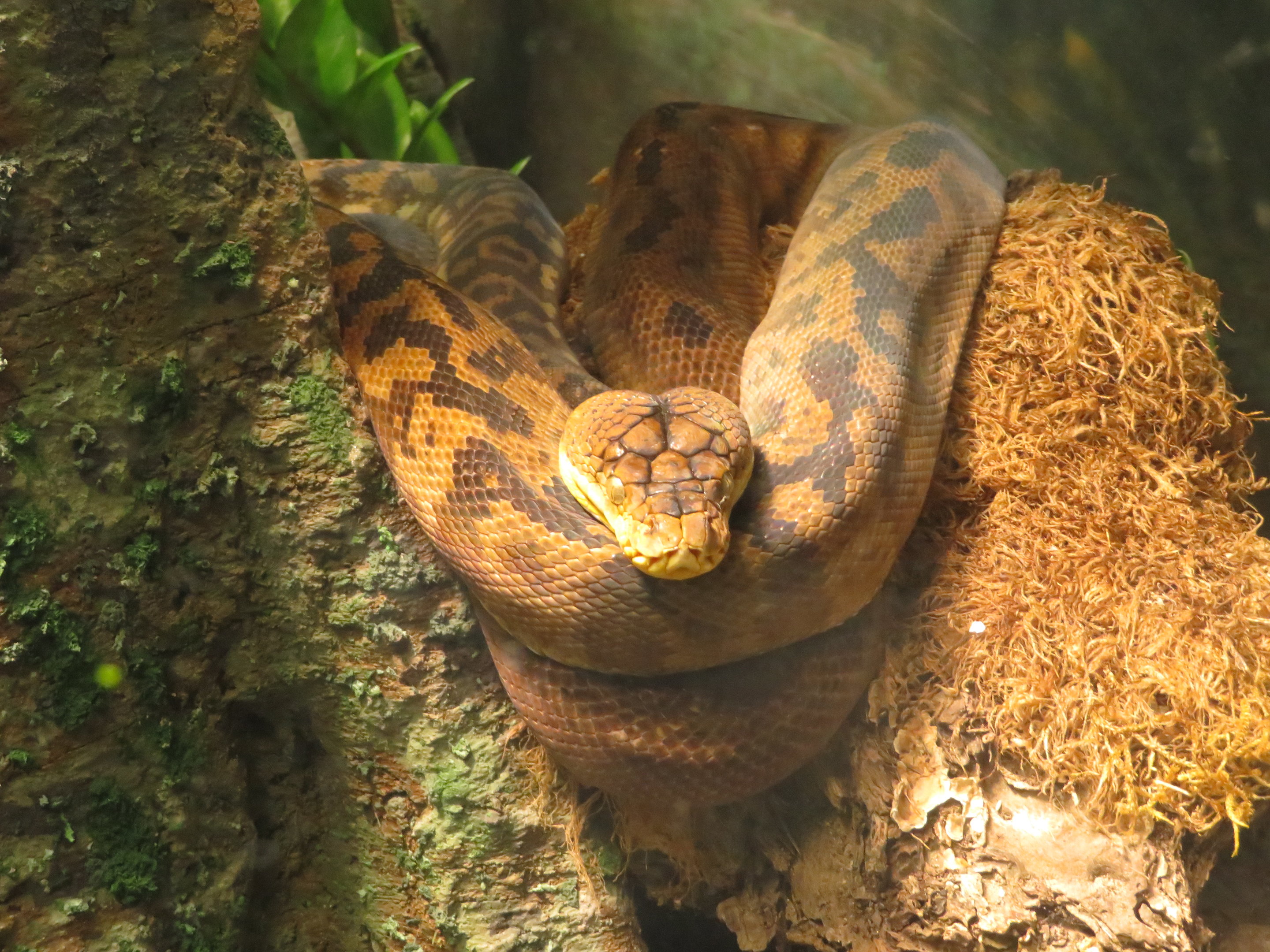 Timor Python