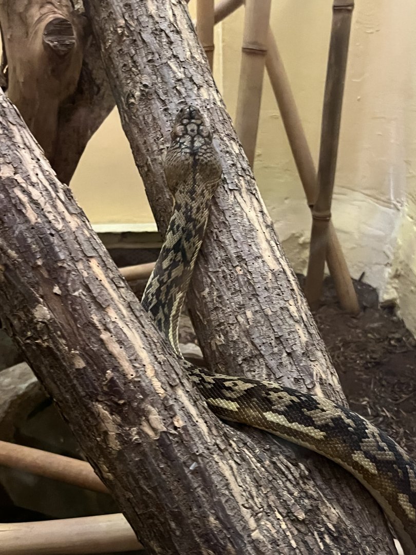 Timor Python