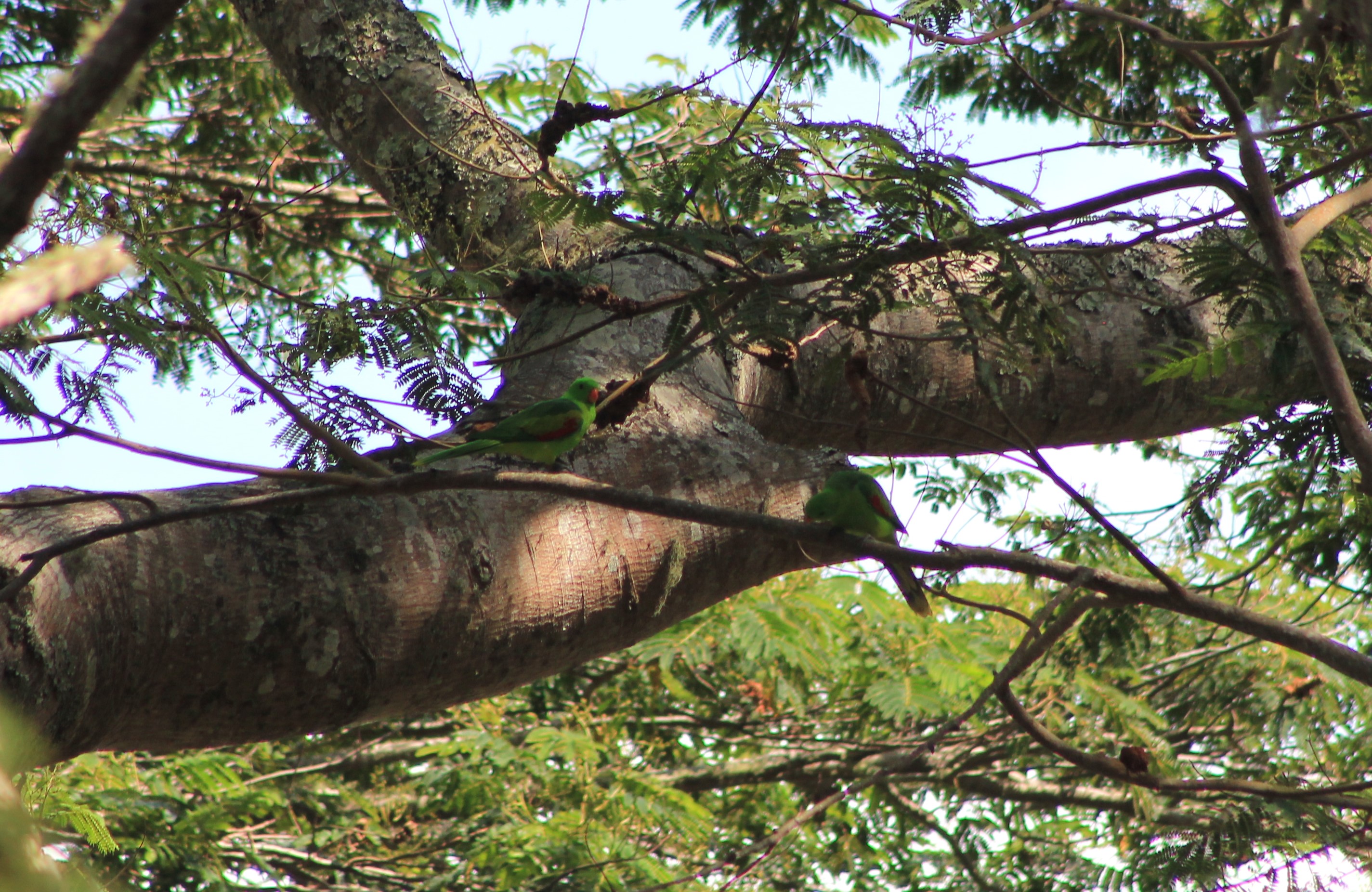 Timor Red-winged Parrots (Aprosmictus jonquillaceus)