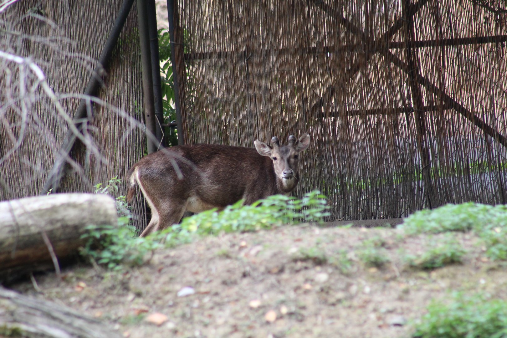 Timor Sambar Deer