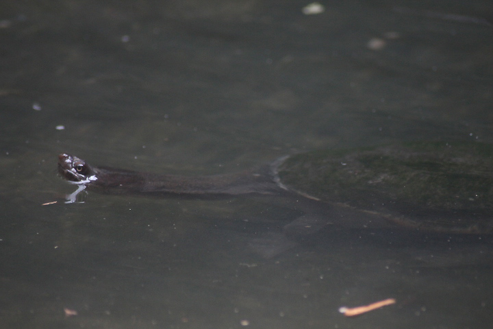 Timor snake-necked turtle (Chelodina mccordi timorensis)