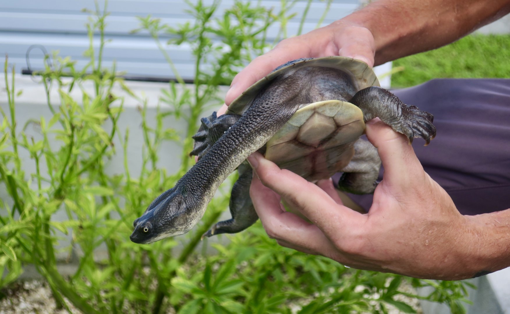 Timor Snake-Necked Turtle (Chelodina mccordi timorensis)