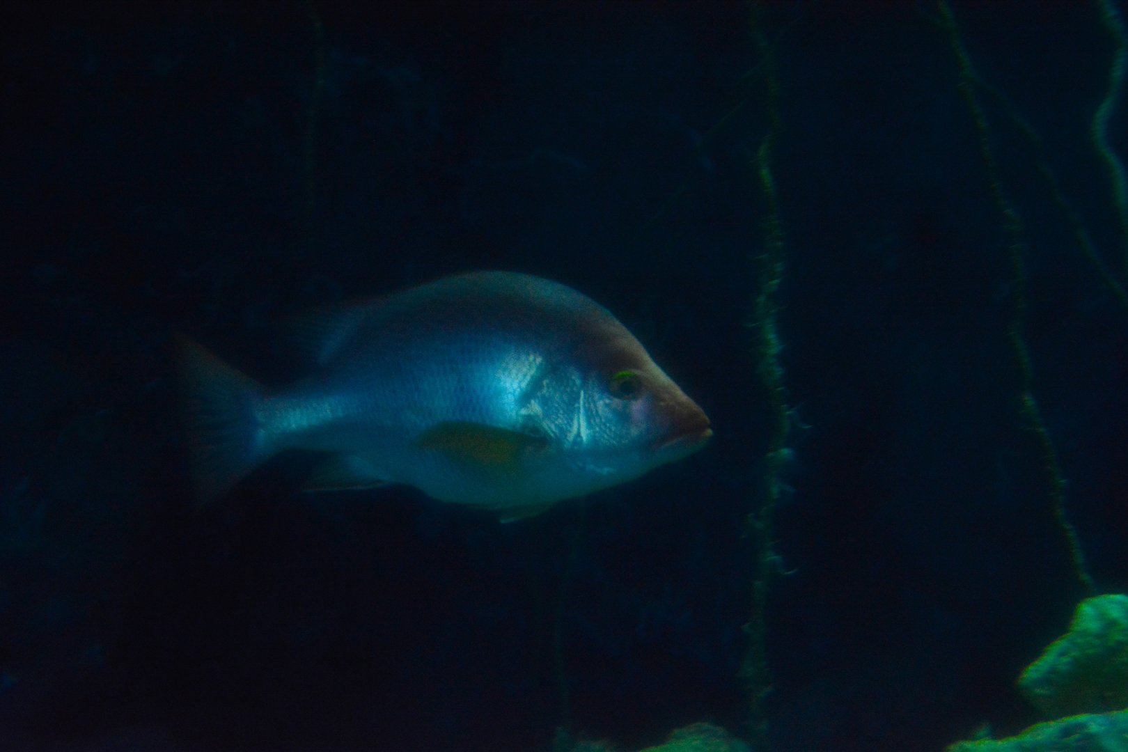 Timor snapper (Lutjanus timoriensis) in a cave