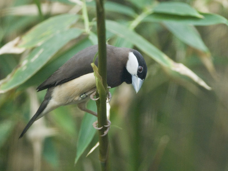 Timor sparrow at Chester