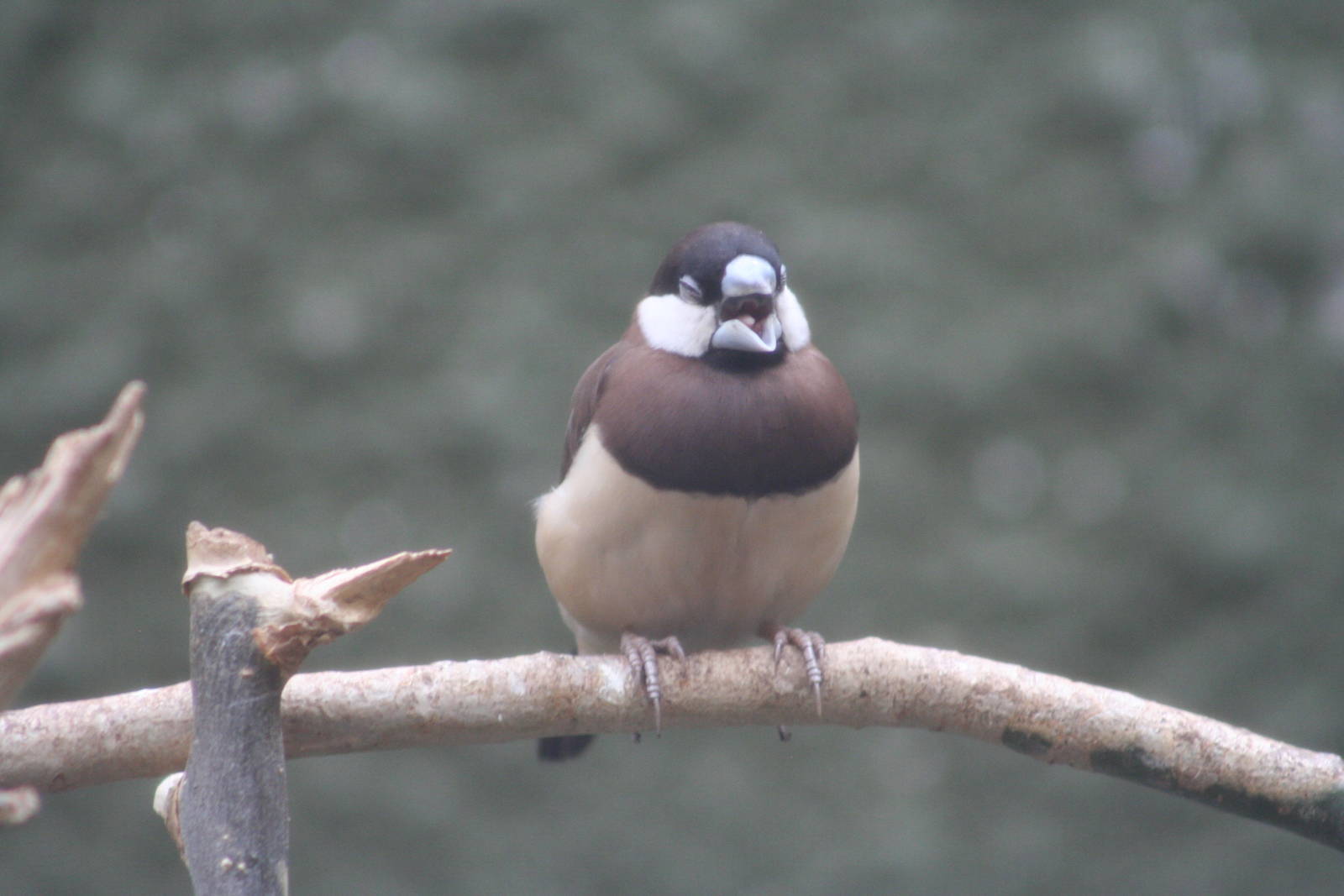 Timor Sparrow @ Chester; 02.04.2015