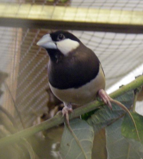 Timor Sparrow (Padda fuscata)