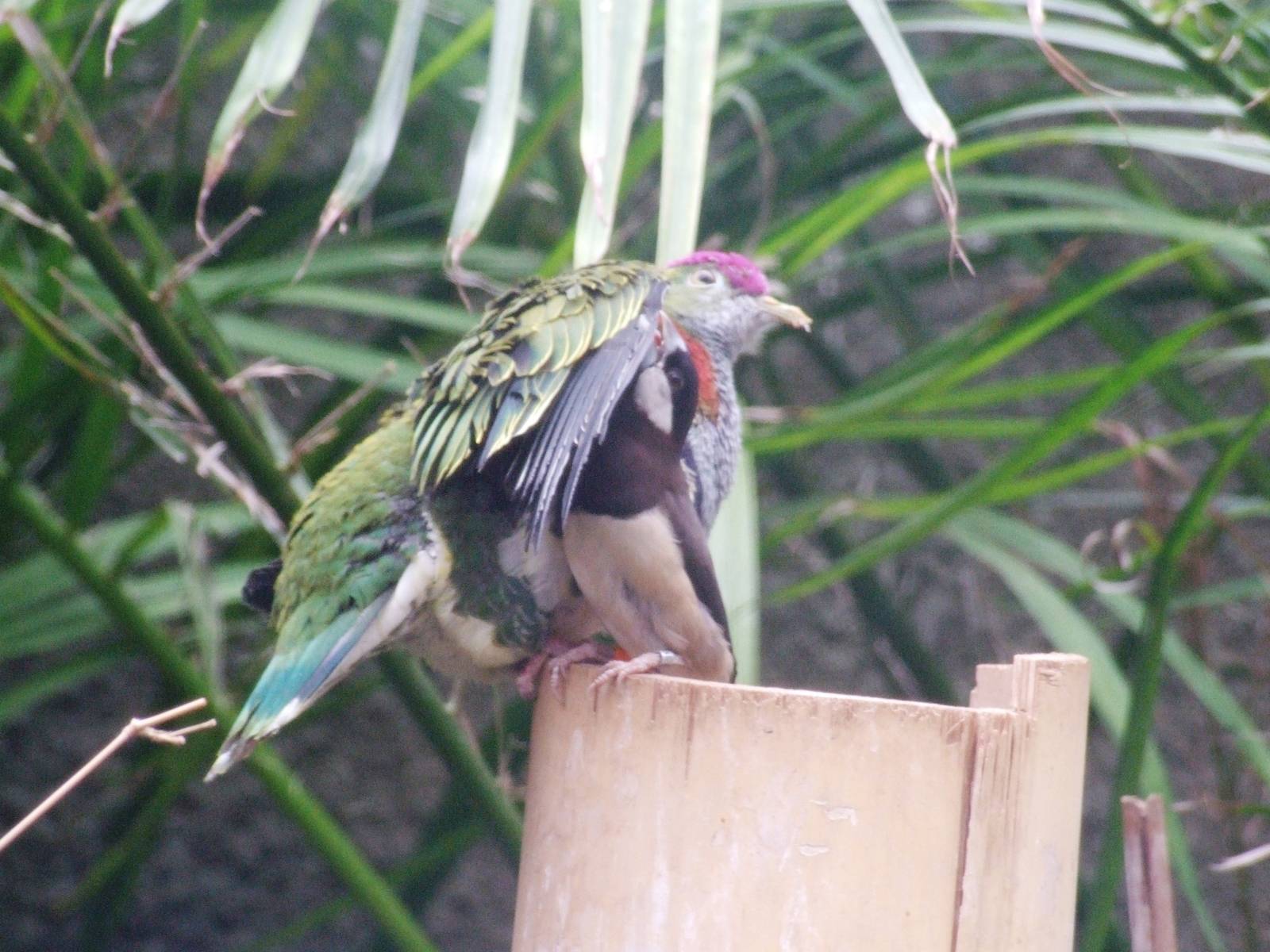 Timor Sparrow Preening a Superb Fruit Dove at Chester, 24/02/13