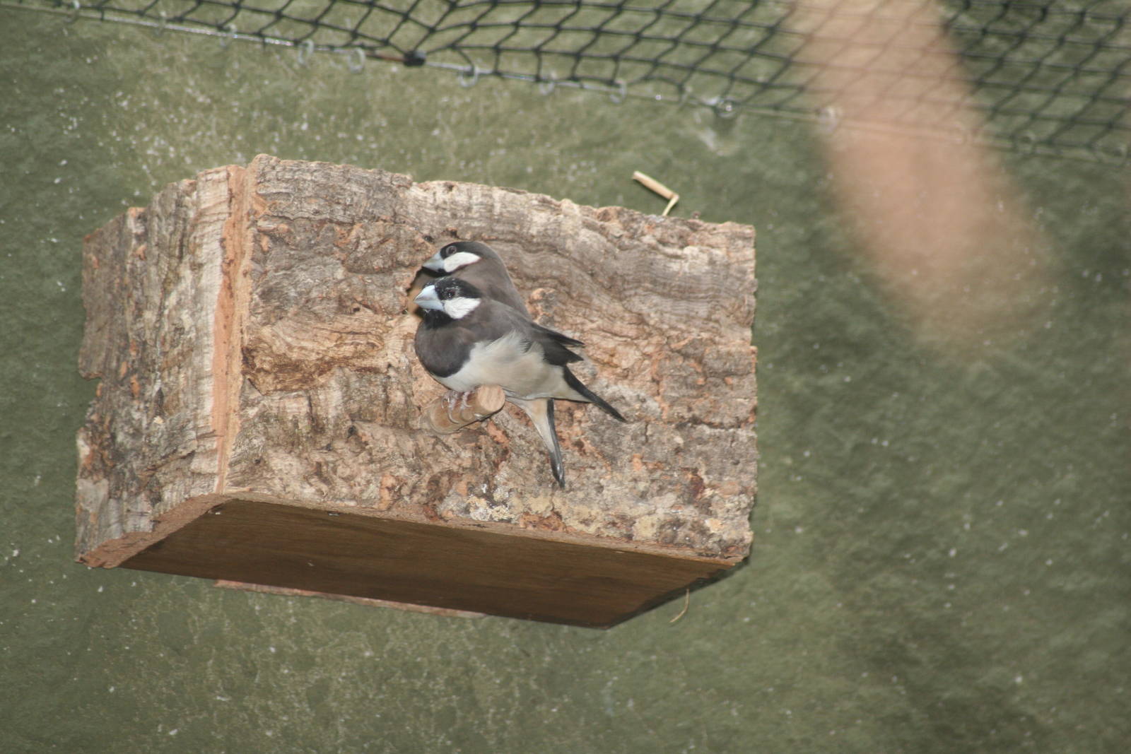 Timor sparrows - Chester zoo  June 08