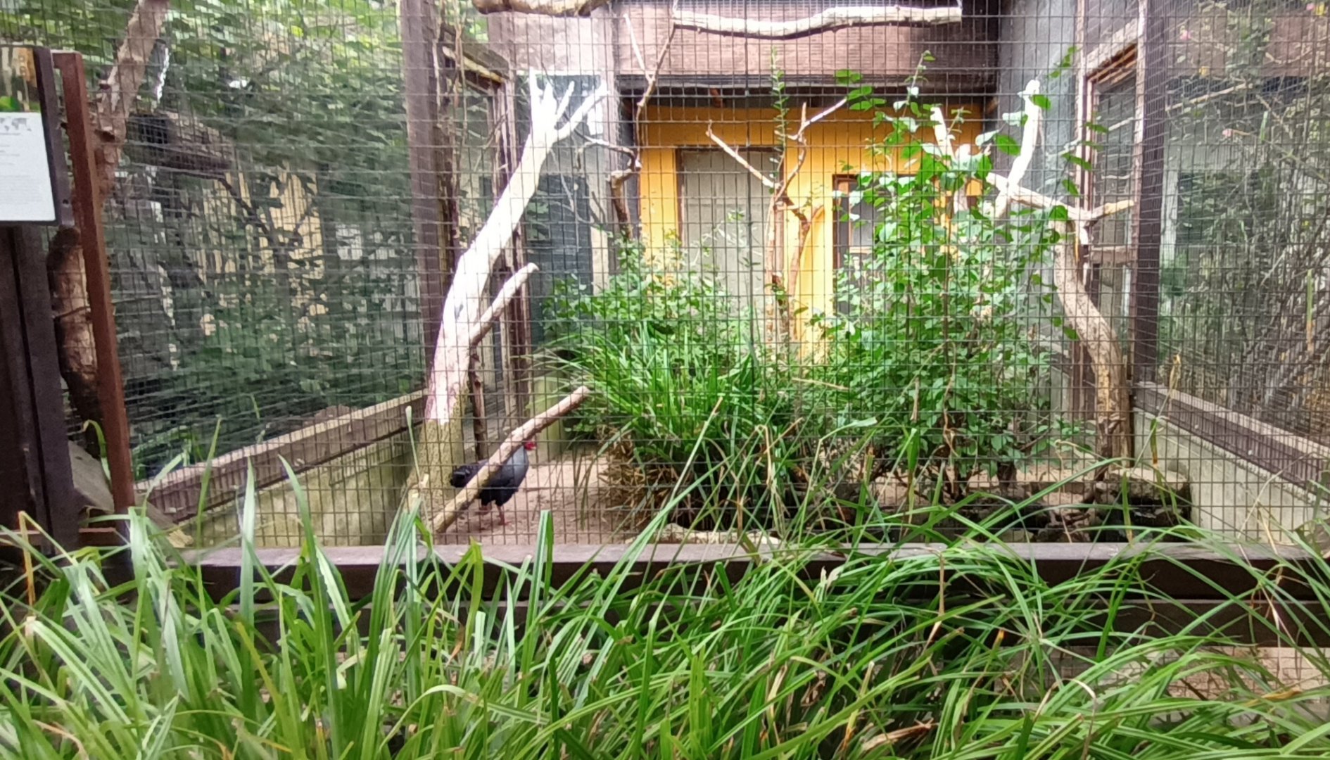 Timor yellow crested Cockatoo and Siamese Fireback Aviary