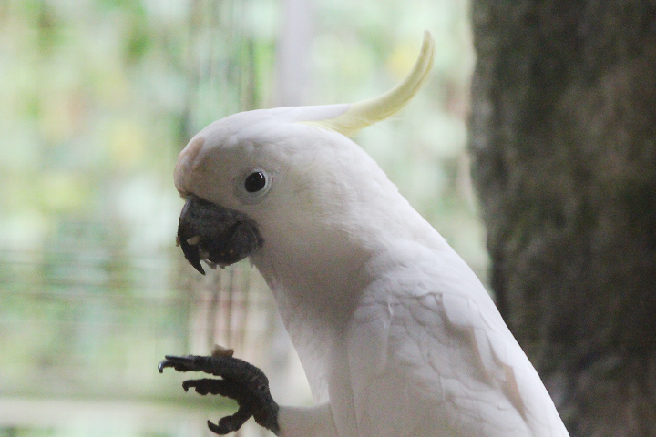 Timor yellow-crested cockatoo (Cacatua sulphurea parvula)