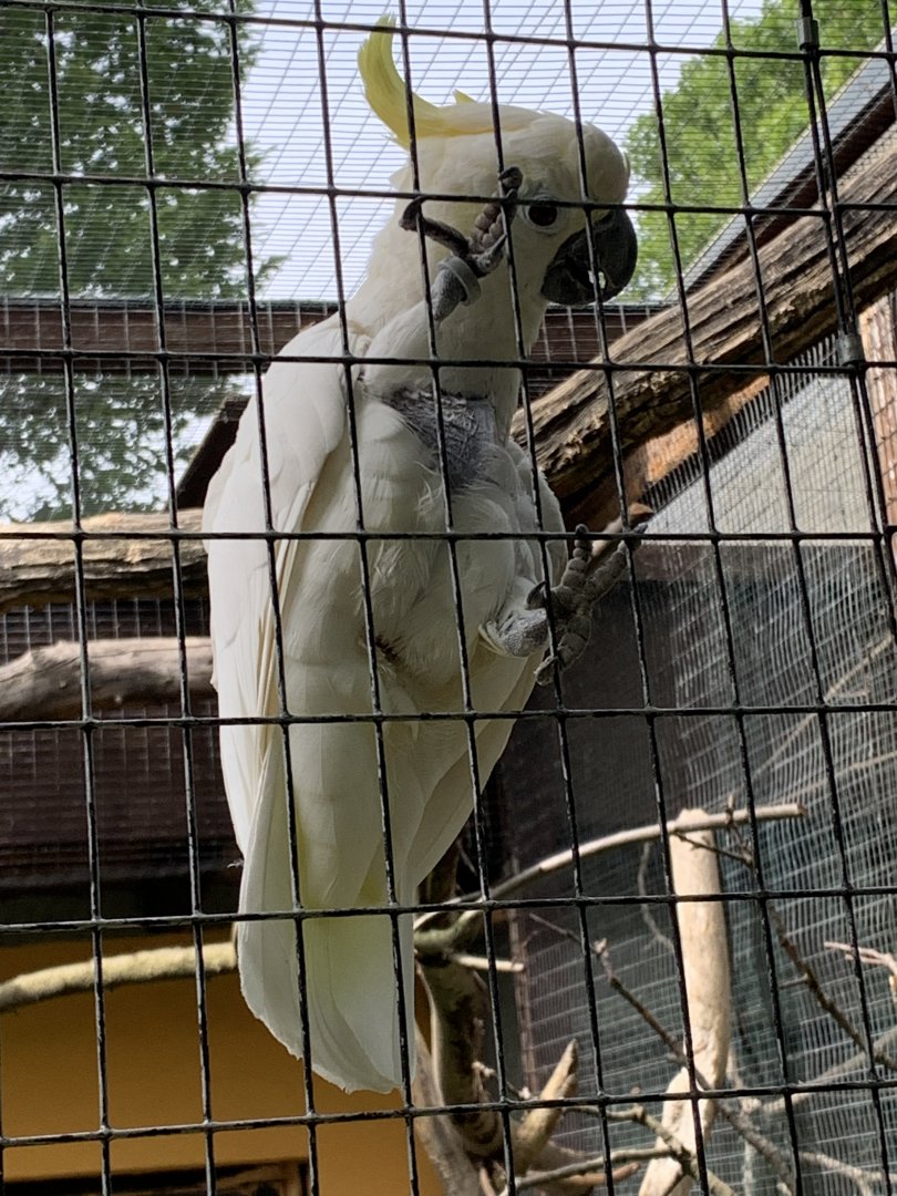 Timor yellow-crested cockatoo