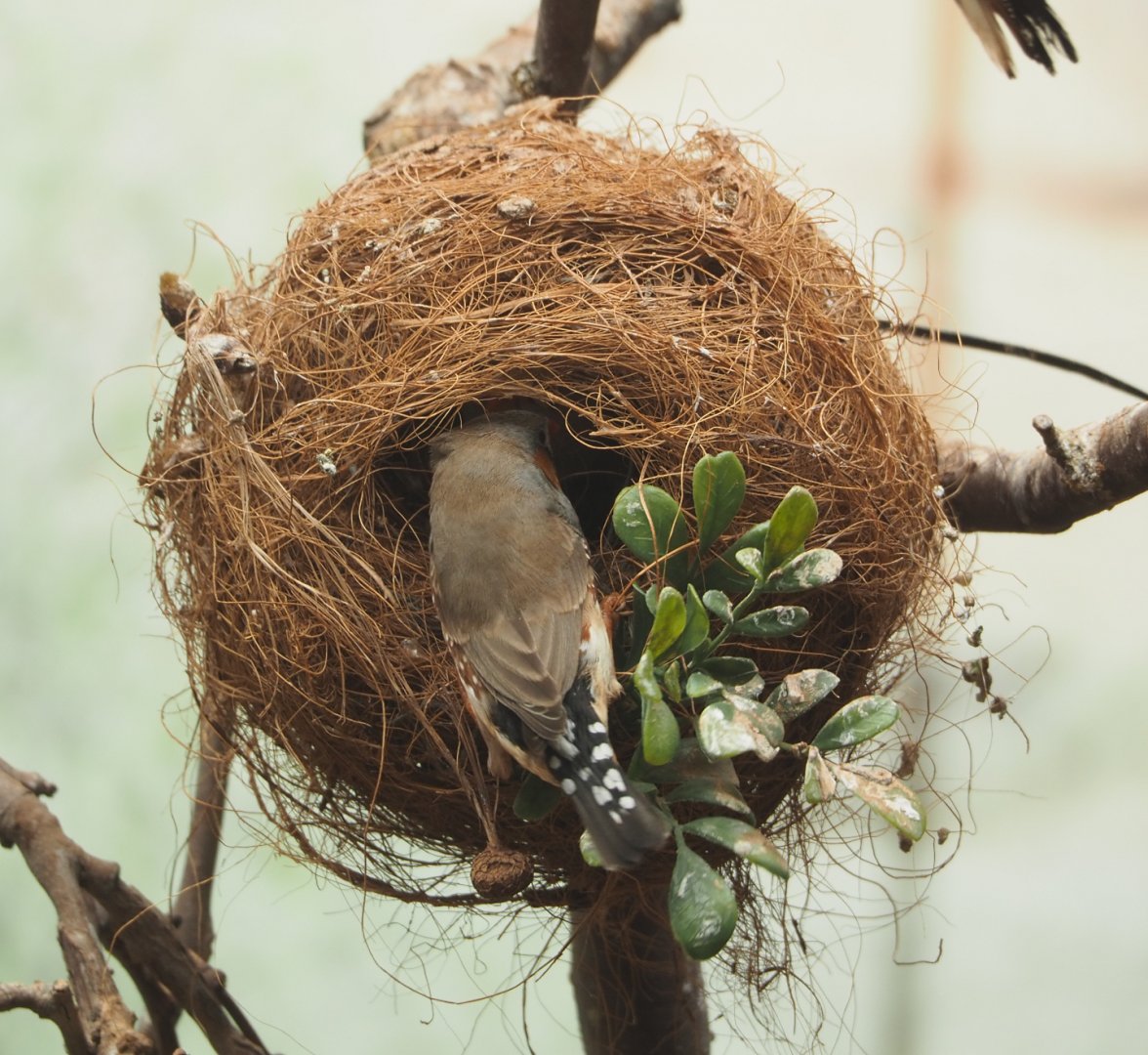 Timor zebra finch (Taeniopygia guttata guttata), 2022-05-26