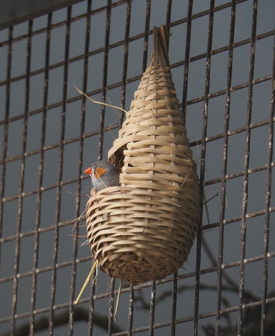Timor zebra finch (Taeniopygia guttata guttata) in a hanging nesting basket, 2021-07-17