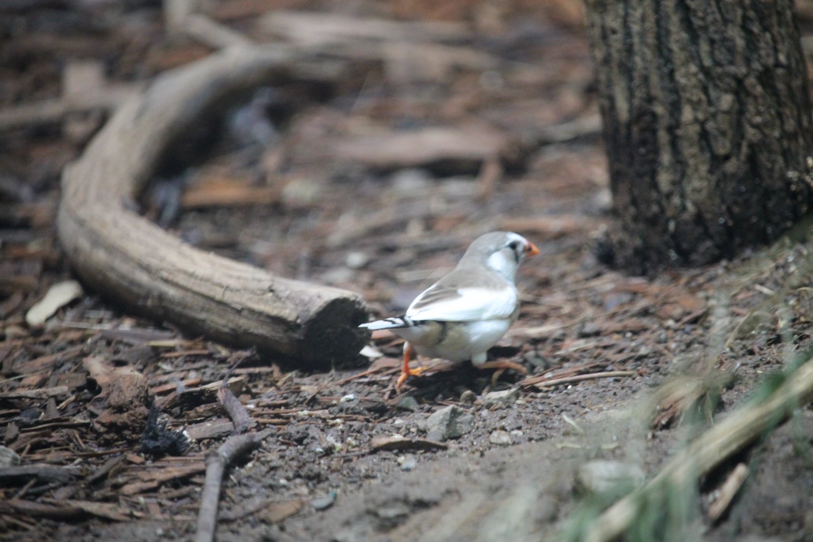 Timor zebra finch? (Taeniopygia guttata guttata)?