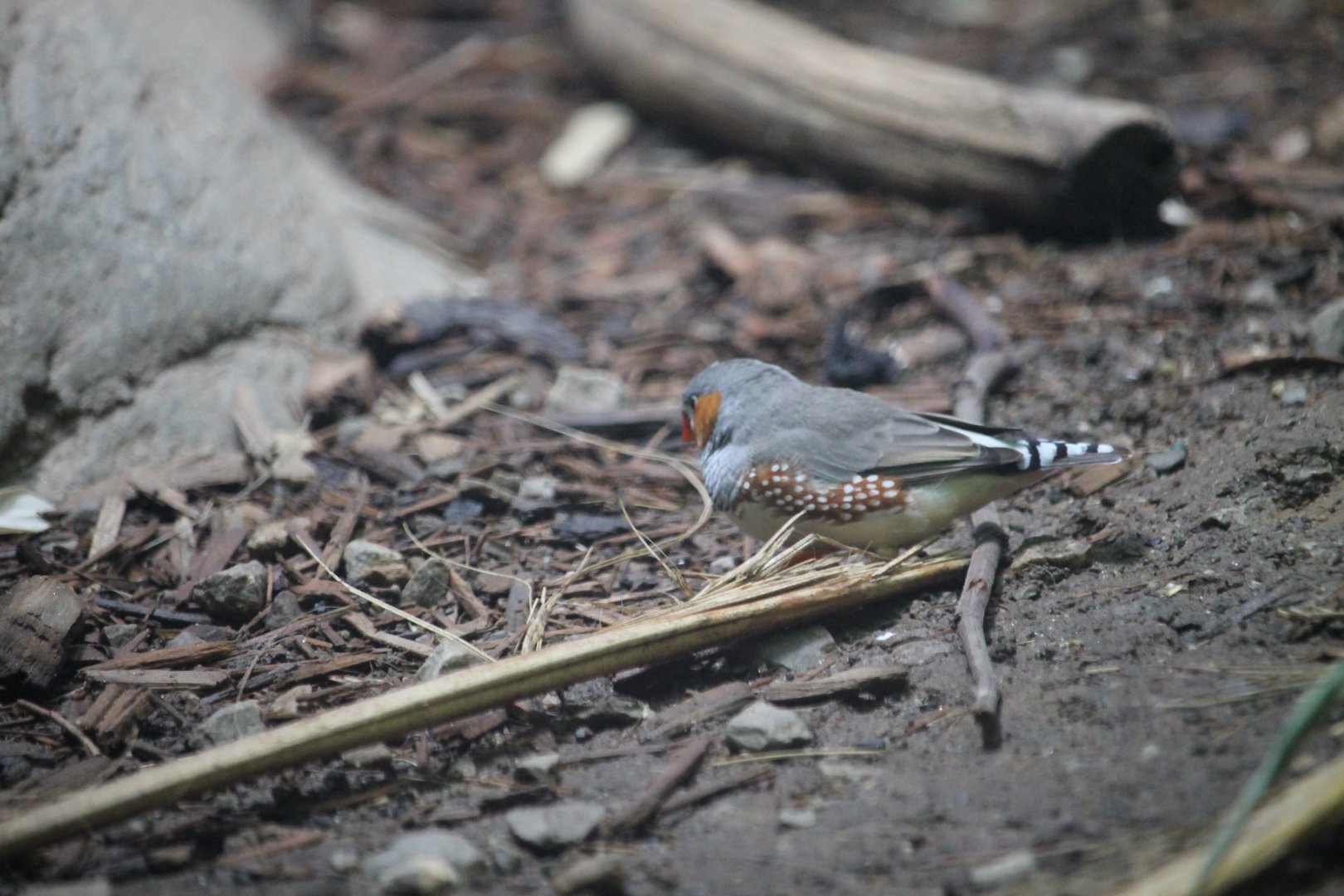 Timor zebra finch (Taeniopygia guttata guttata)