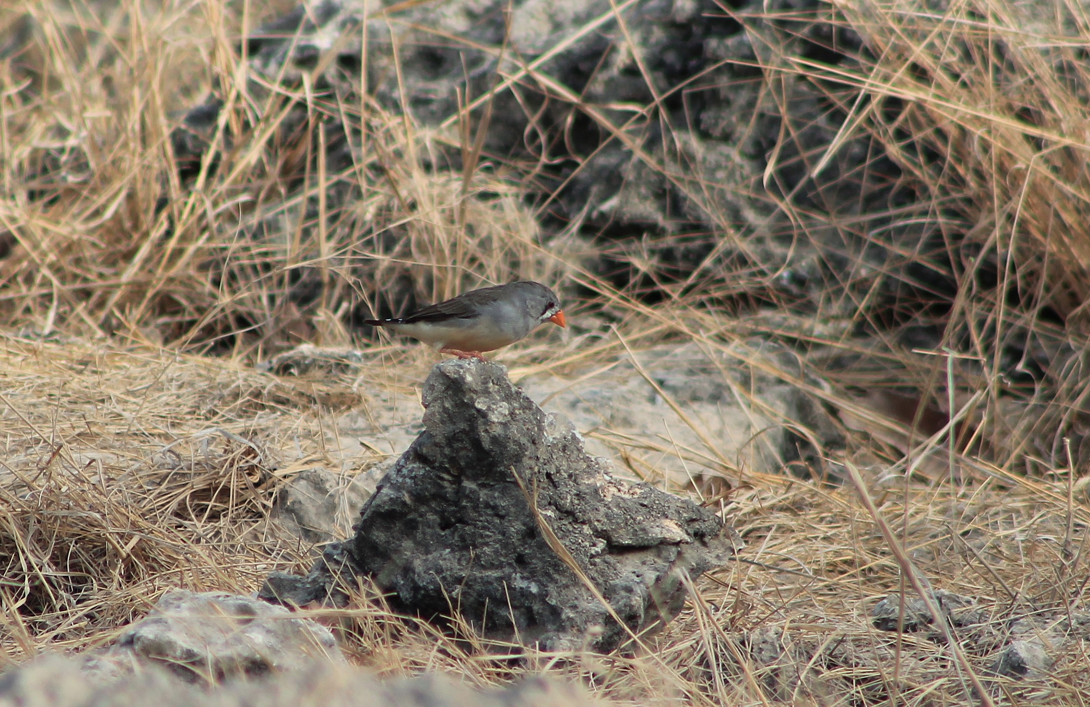 Timor Zebra Finch (Taeniopygia guttata)