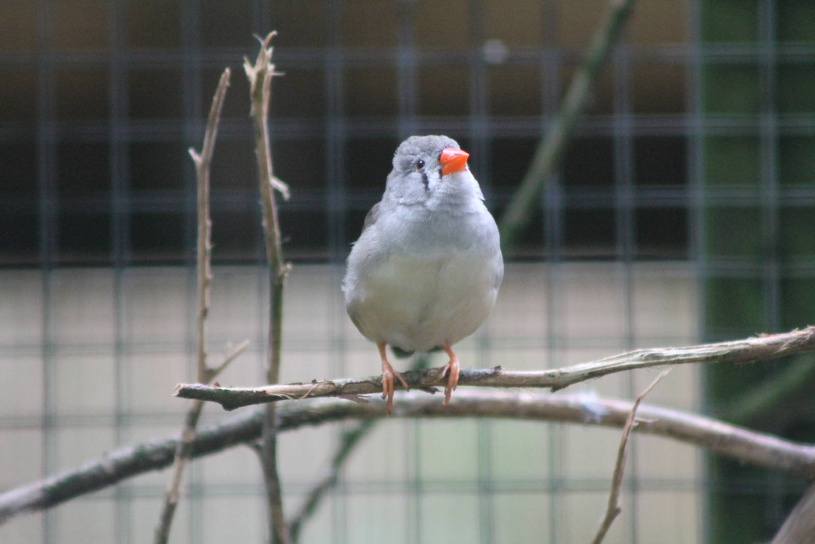 Timor zebra finch